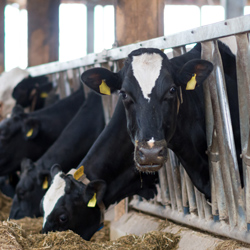 Stock photo. Source.